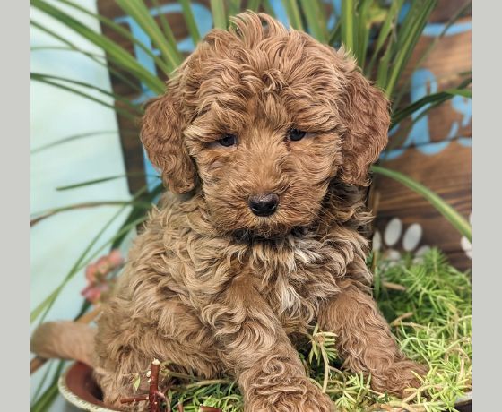 Maltipoo